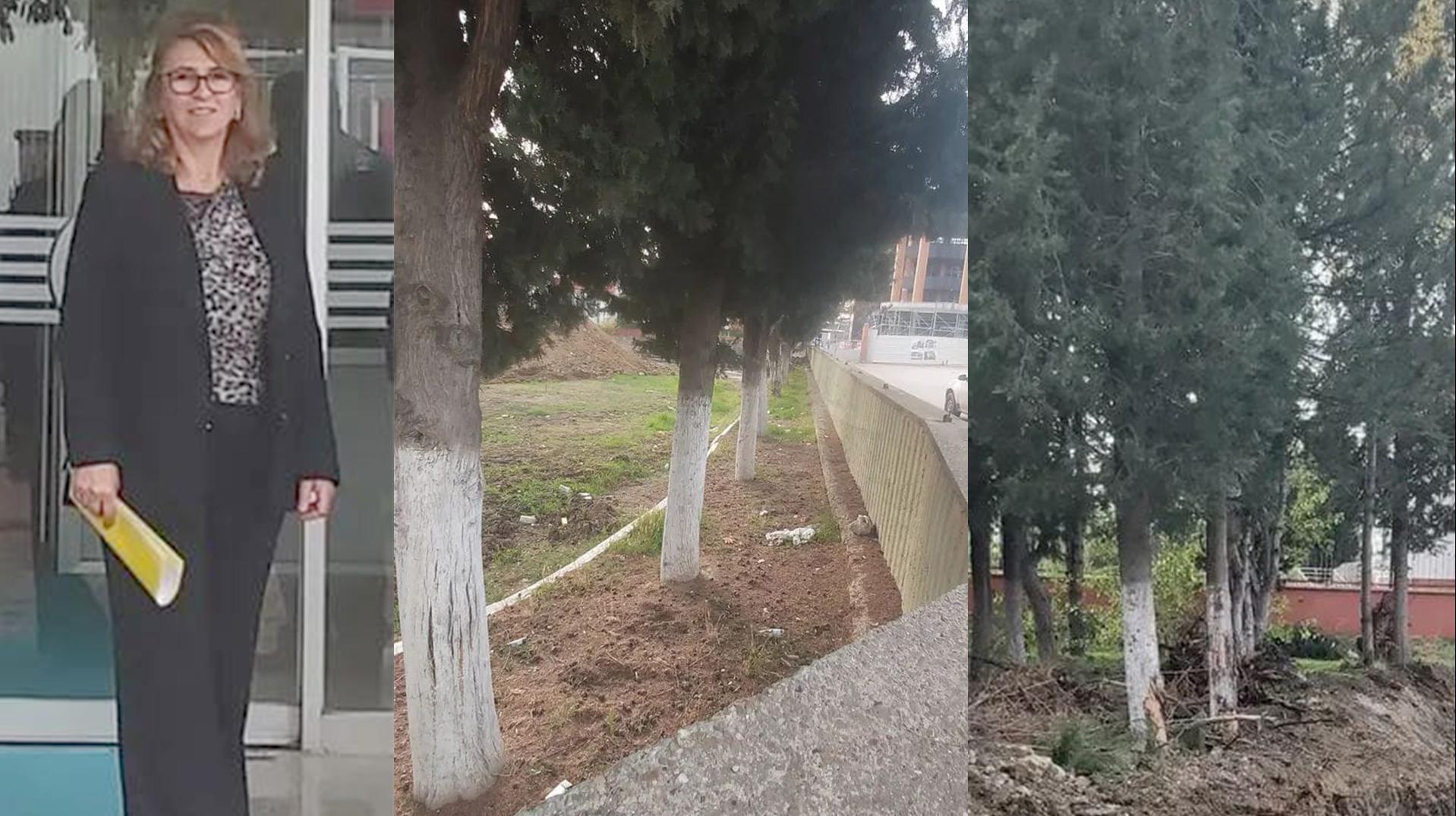 ‘Okul bahçesindeki ağaçlar kesilmesin’