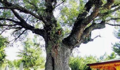 Edirne’de 57 anıt ağaç bulunuyor