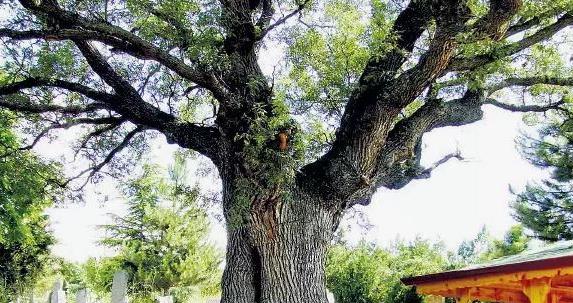 Edirne’de 57 anıt ağaç bulunuyor