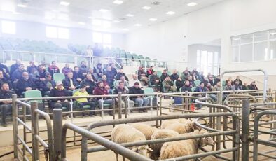 Hayvan pazarları yeniden açılıyor