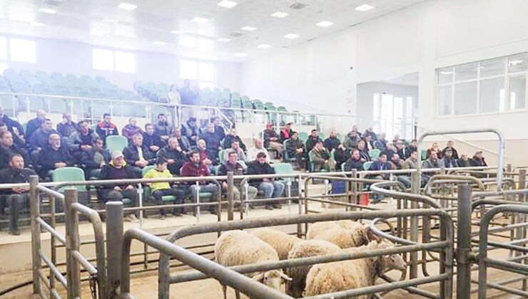 Hayvan pazarları yeniden açılıyor