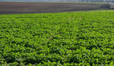 Yağışlar kanolaya iyi geldi