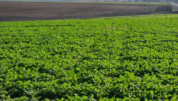 Yağışlar kanolaya iyi geldi