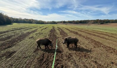 Kanolaya domuz şoku!