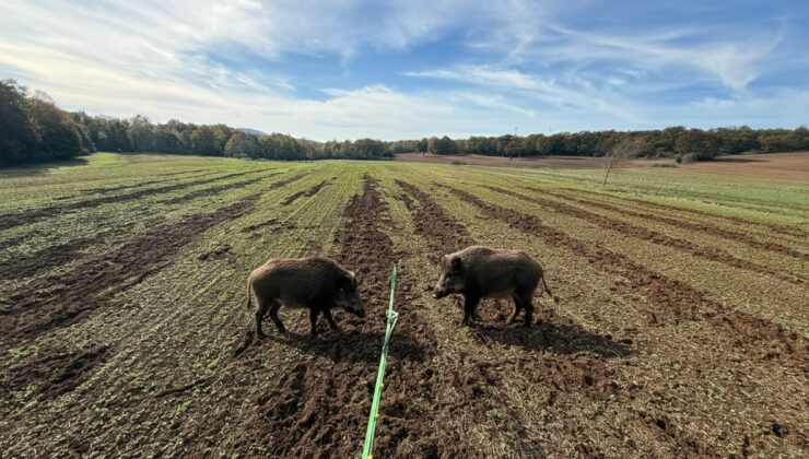 Kanolaya domuz şoku!