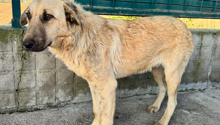 Köpeğin sağlık durumu nasıl?