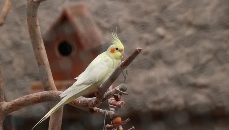 Petshoplara ruhsat şartı