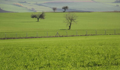 Buğdayda böcek uyarısı!