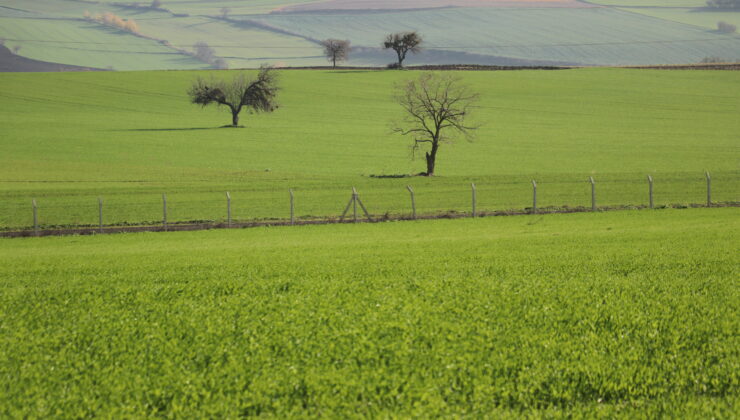 Buğdayda böcek uyarısı!
