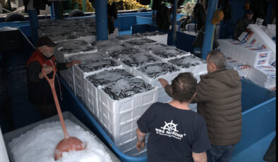 Denizde hamsi bolluğu