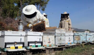 Balın kalitesi artacak