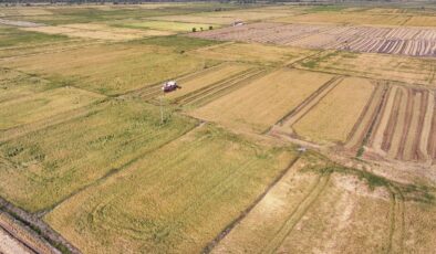 Çeltik arazileri kiralandı