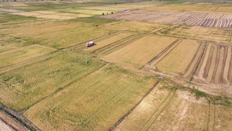 Çeltik arazileri kiralandı