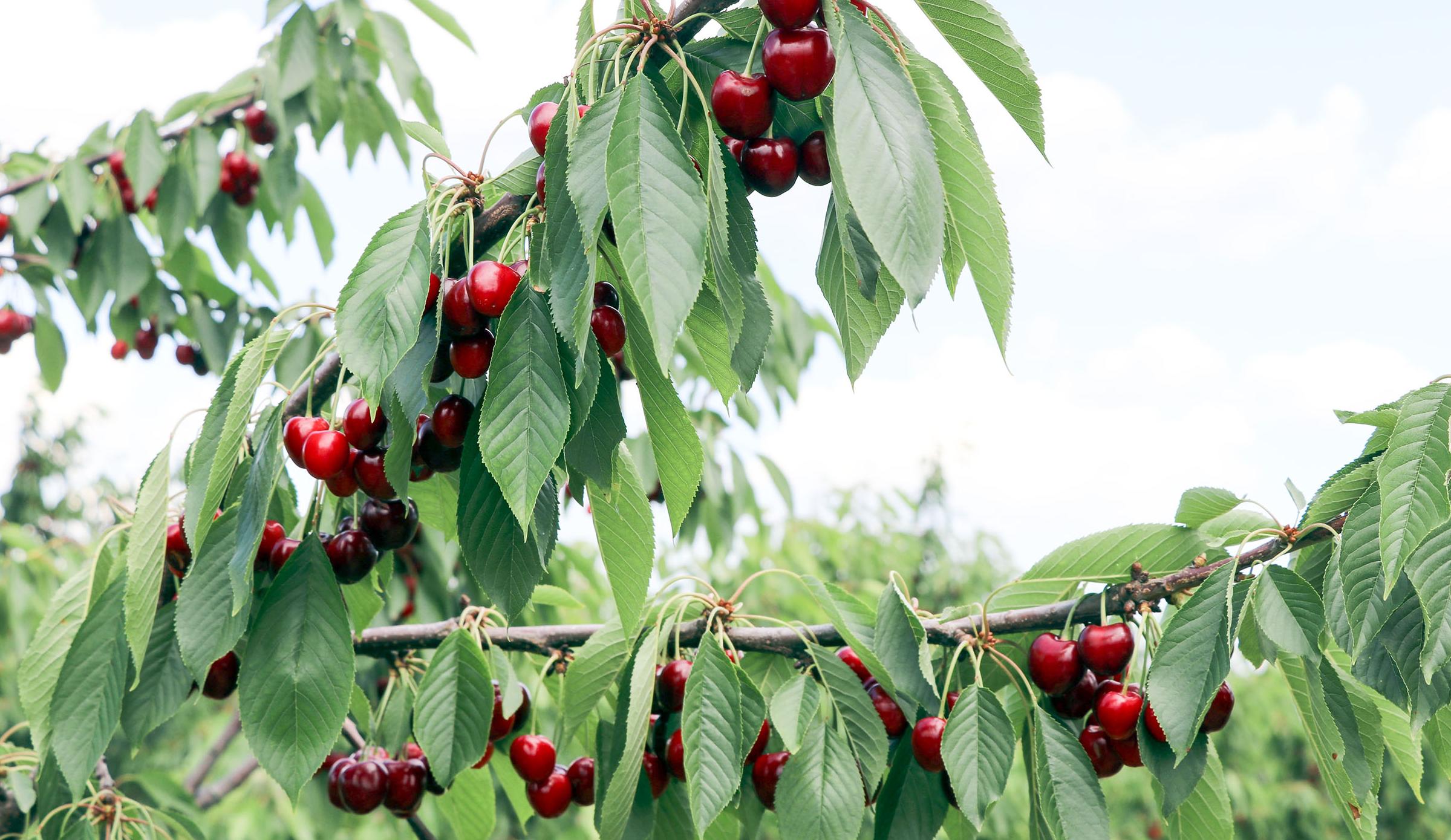 Çeribaşı Kirazı’na santral tehlikesi