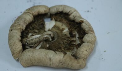 Ganos’taki mantar türleri kayıt altına alınıyor