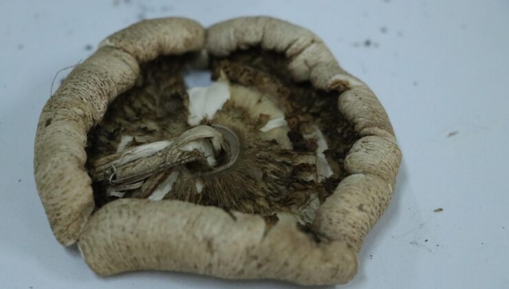 Ganos’taki mantar türleri kayıt altına alınıyor