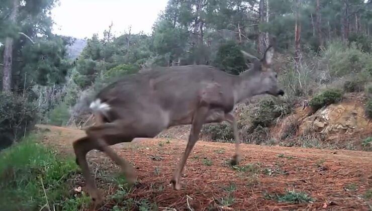 Karacalar fotokapanla görüntülendi