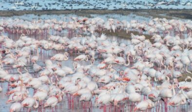 Göçmen kuşlar yiyecek peşinde