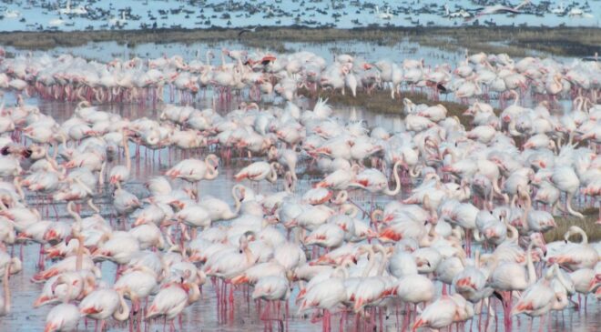 Göçmen kuşlar yiyecek peşinde