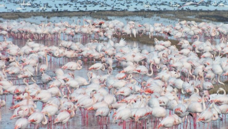 Göçmen kuşlar yiyecek peşinde