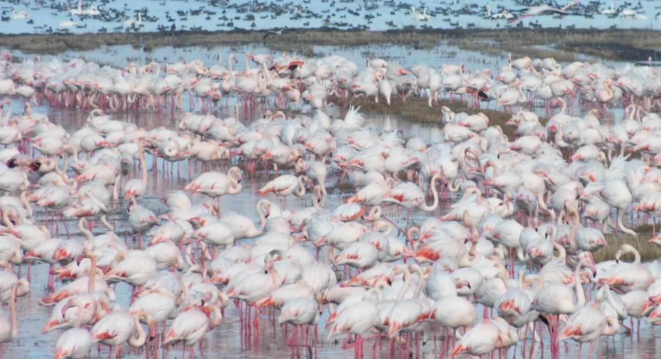 Göçmen kuşlar yiyecek peşinde