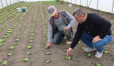Seracılık kapasitesini artırma çalışmaları tam gaz