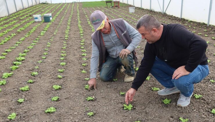 Seracılık kapasitesini artırma çalışmaları tam gaz