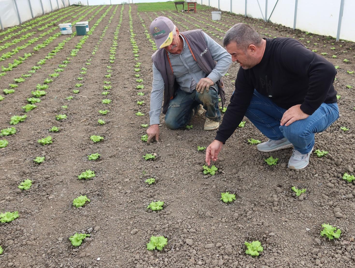 Seracılık kapasitesini artırma çalışmaları tam gaz