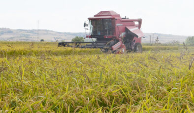 Çeltik alım fiyatı açıklandı