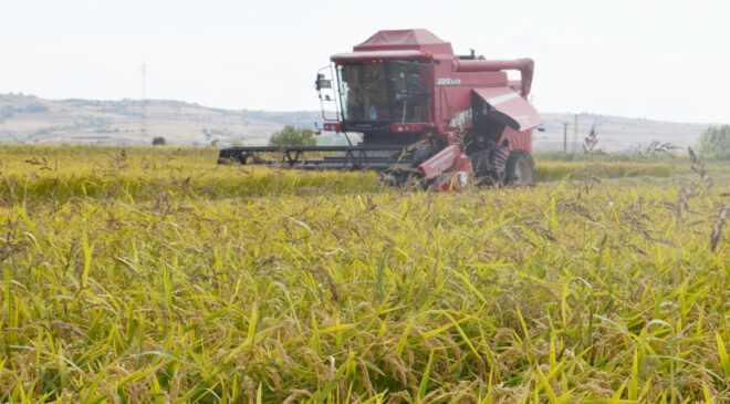 Çeltik alım fiyatı açıklandı