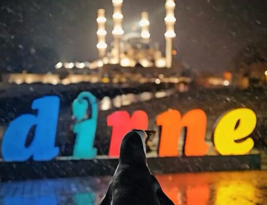 ‘Nihilist Penguen’ Edirne’de ortaya çıktı