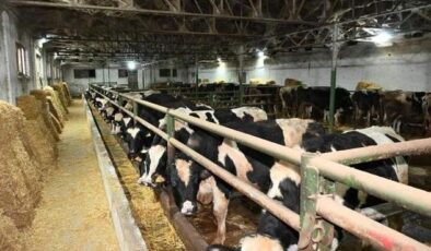 İlk düveler geliyor