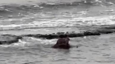 Balık avlarken görüldü