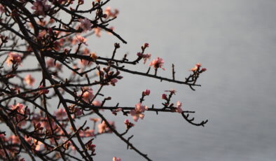 Bademler çiçek açtı