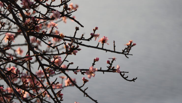 Bademler çiçek açtı