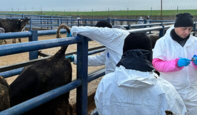 Hayvanlara sağlık taraması