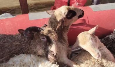 Koyunlar botlarla kurtarıldı