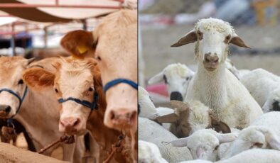 Küçükbaş hayvan sayısı 58 milyon oldu