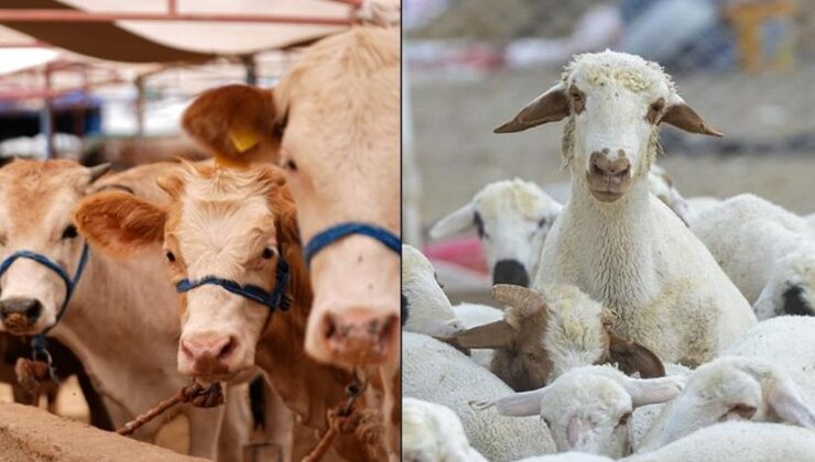 Küçükbaş hayvan sayısı 58 milyon oldu