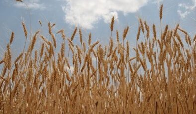 Lisanslı depolardaki buğday satışa sunulacak