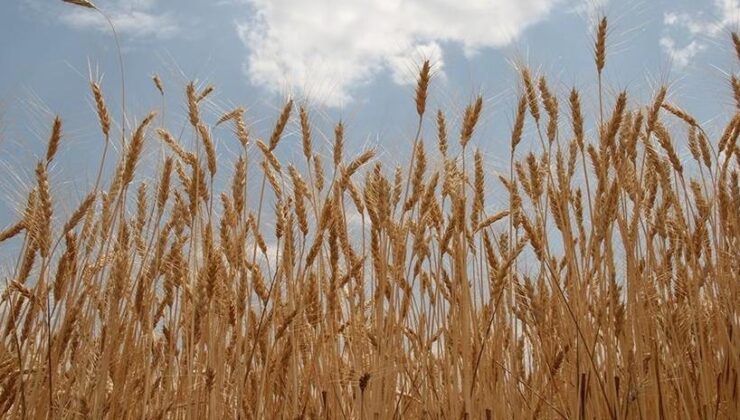 Lisanslı depolardaki buğday satışa sunulacak
