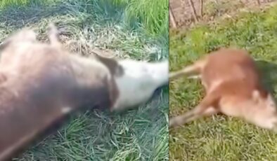 3 inek vurulmuş halde bulundu