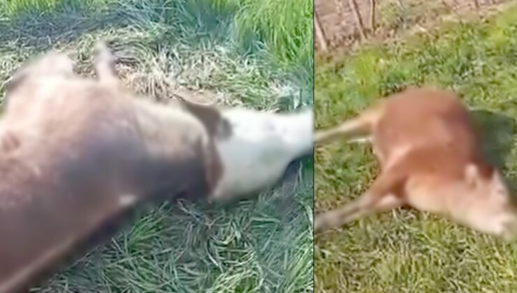 3 inek vurulmuş halde bulundu