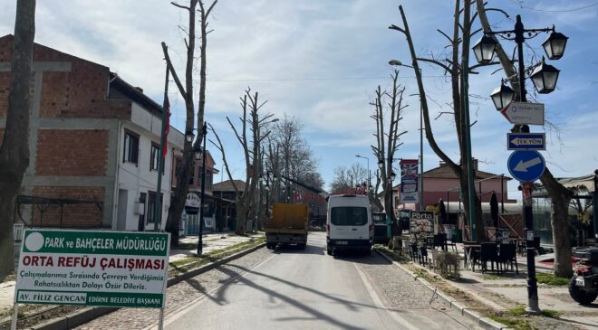 Karaağaç’a budama