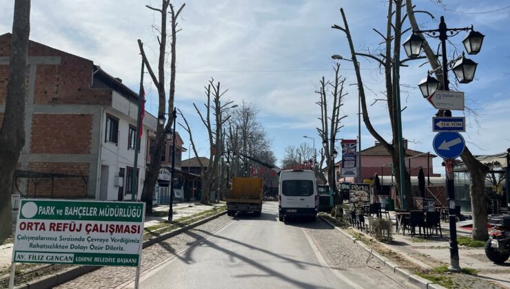 Karaağaç’a budama