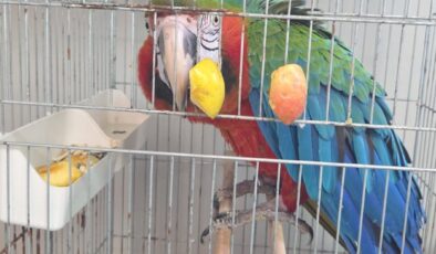 3 macaw papağanı yakalandı