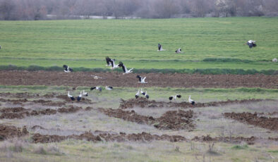 Leyleklerin göç yolculuğu