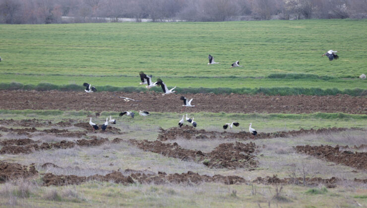 Leyleklerin göç yolculuğu