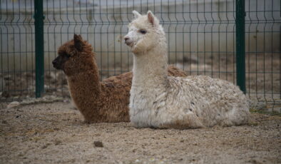 Minibüste kaçak hayvan ele geçirildi