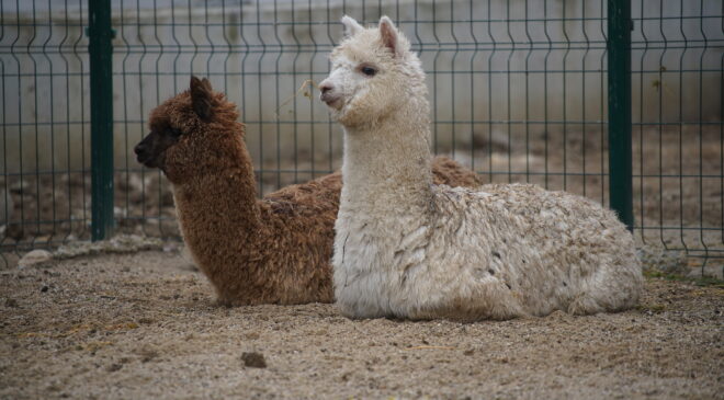 Minibüste kaçak hayvan ele geçirildi